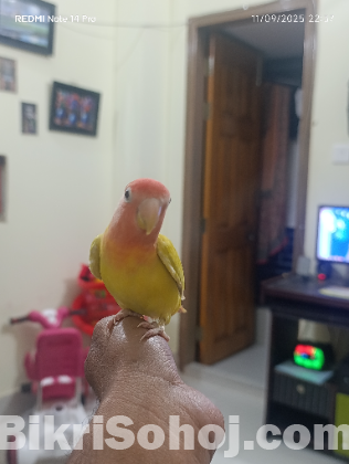 Love bird